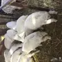 هرافي حريات للبيع
