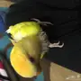 للبيع فرخ روز نهايت غر 