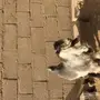 تيس لباني طيب وجرم ناهي 