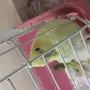 طير  كوكتيل للبيع 