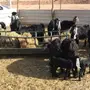للبيع معزاء عوارض 