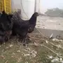 مشروع براهما سلالة خوارج للبيع 