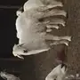 فحل حري 