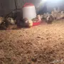  موجود صيصان دجاج العمر ما بين اسبوع الا شهر 