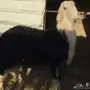 طلي نجدي للبيع 