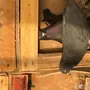 حمام قطايف طيبه 
