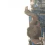 قعود احمر طييب