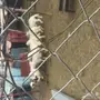 خرفان صفر 