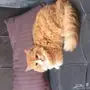 قطو اليف للبيع