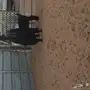 عنز عارضيه تحتها 2