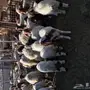 غنم نعيم مواليد ودفيع