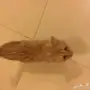 قطه شيرازي