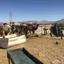 قعدان وبكار تقريد وجمله 