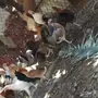 دجاج بلدي