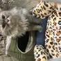 قطه حامل باقي لها اسبوع وشوي من بيكي فيس 