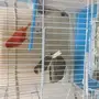 كناري 
