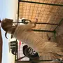 تيس هولندي صنف 