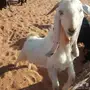 تيسين للبيع 
