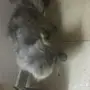 قطة انثى