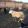 طلي حري مشروط وبر حرش نادر في الحلال