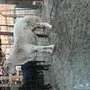 فحل حري ثني 