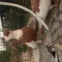 جوز بالغاري منتج مستوي ممتاز 