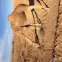 لقحه صفراء