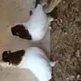 جوز سوداني 