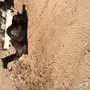 ناقة مجهم مموت 