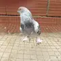 ذكر تركي ثلجي