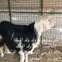 خروف نجدي خصم ومحاولاته طيبه