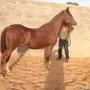 فرس عربية شعبية لاقح