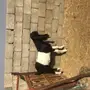 فحل ماعز 