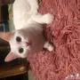 قطه شيرازيه مدربه ع الطاعه
