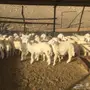 طليان ورخال 90راس العمر 4-5 شهور