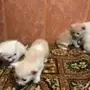 قطه امريكيه