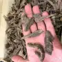 عود هندي موري دبل سوبر 