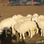 رخال العدد 14 مقنى وذبح