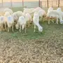 مراح معزا و ضأن منوة ومؤسس تأسيس قوي