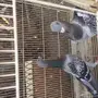 جوز شفرات سوري منتج 