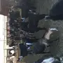 ماعز عارضية 