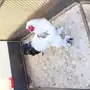 دجاج براهما
