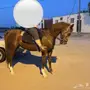 فرس شعبيه