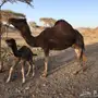 خلفه حمررر دهما 