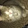 قط للتبني 