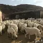 ضان دفيع للبيع حرش وصفر 