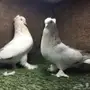 جوز الفين توب 