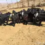 جفرات للبيع 