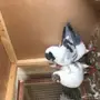 كنق مديني