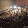 صيصان للببع 